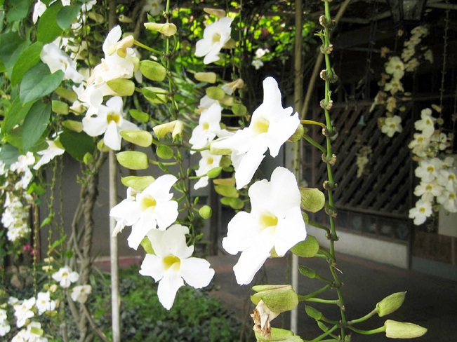 Thunbergia