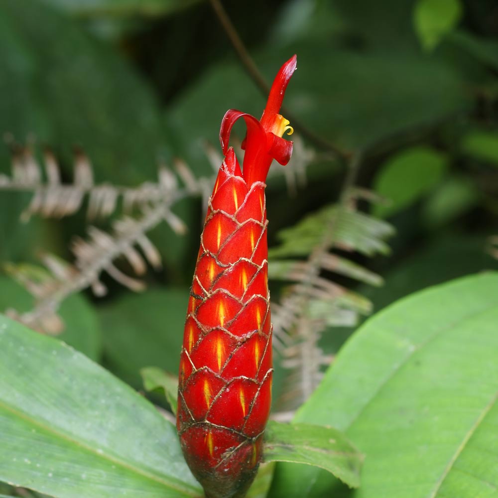 Costus woodsonii/Pacing pentul t: 40 cm