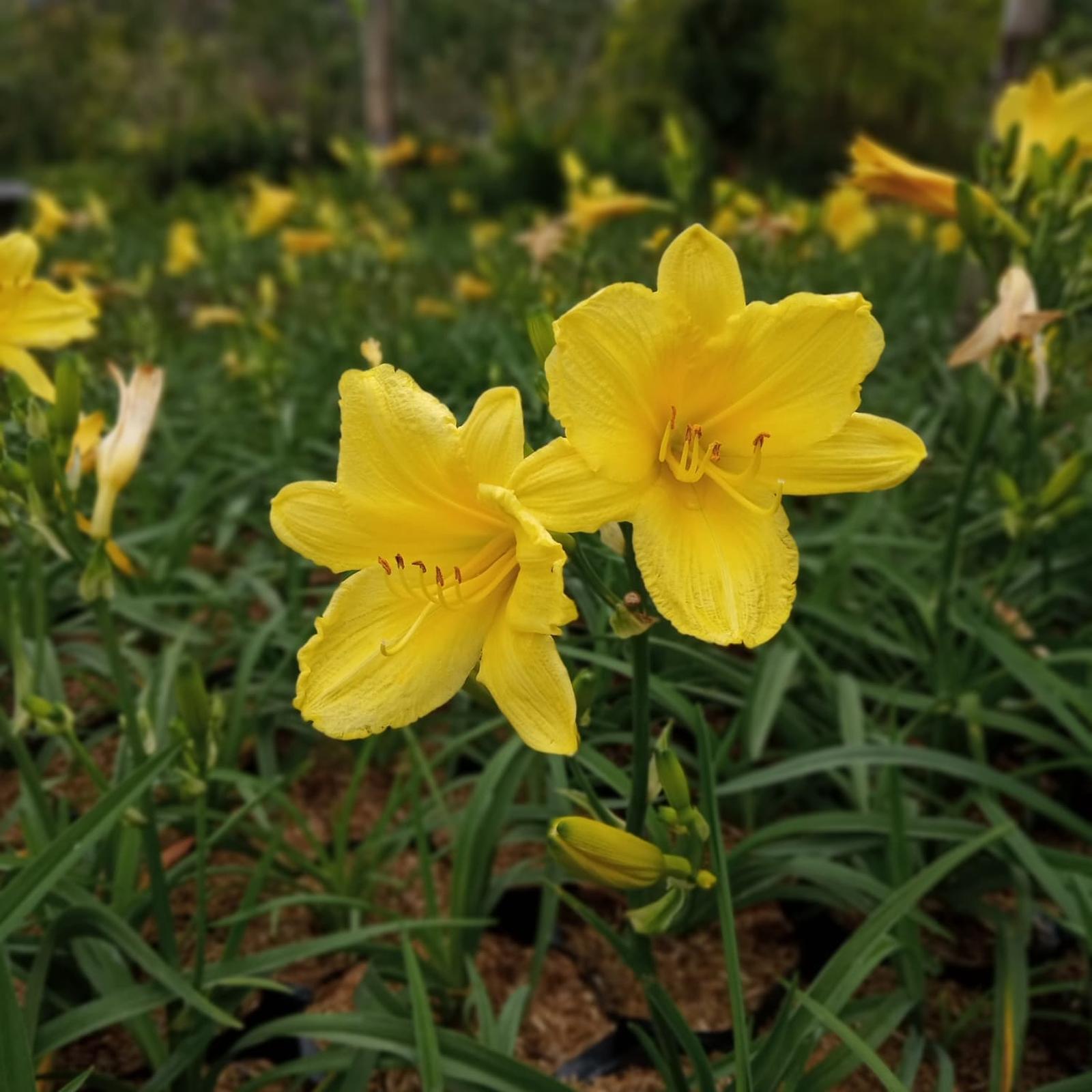 day lily kuning