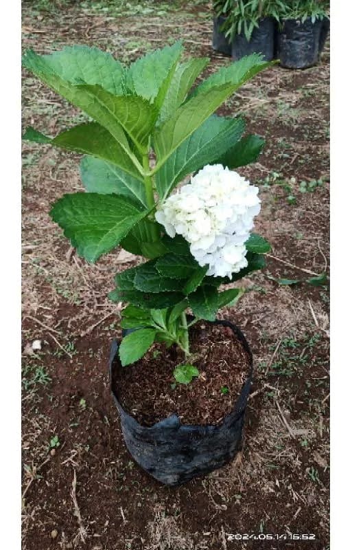 hydrangea putih