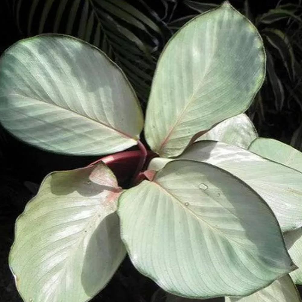 Calathea silver t: 30cm