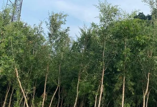 Pohon Kayu Putih t: 2,5 - 3 m