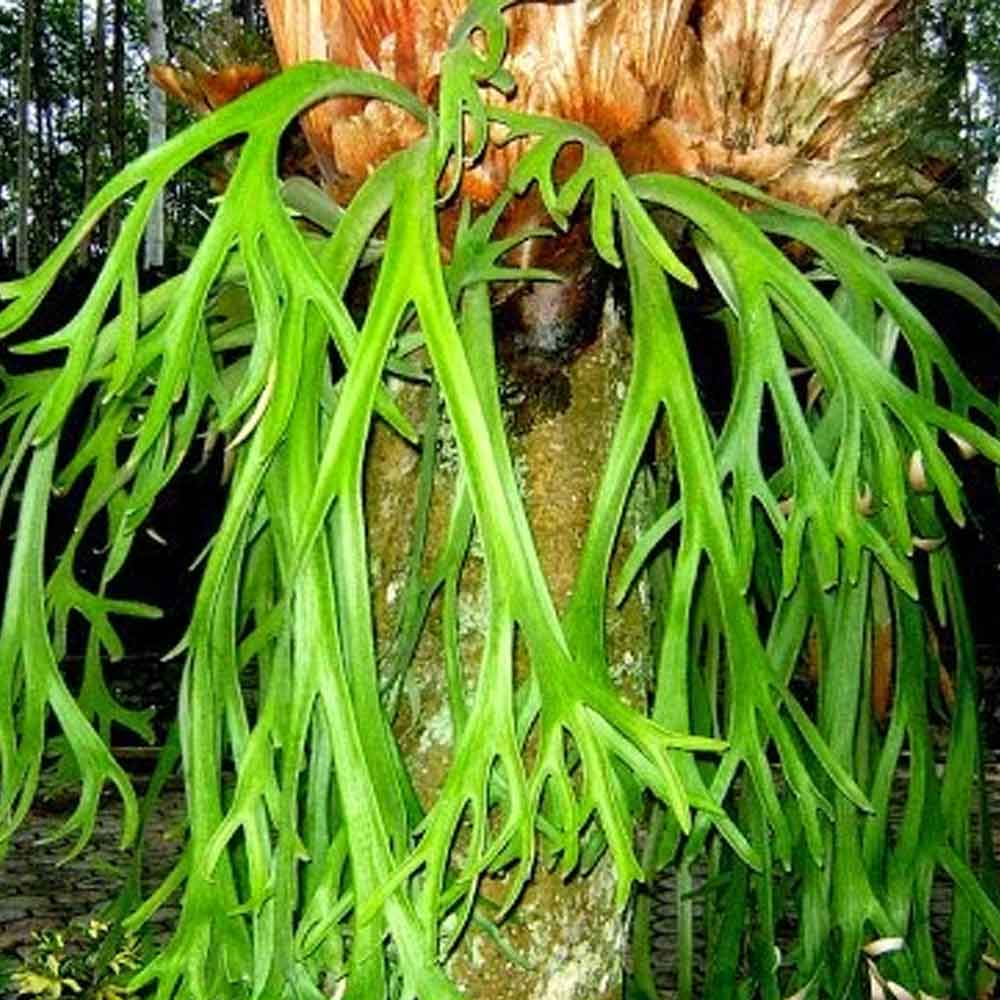 Kadaka tanduk rusa (minimal daun 2) p: 30cm