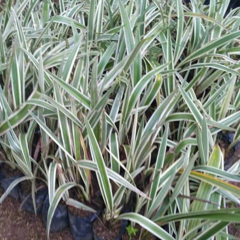 Lili brazil / dianella d: 20 cm