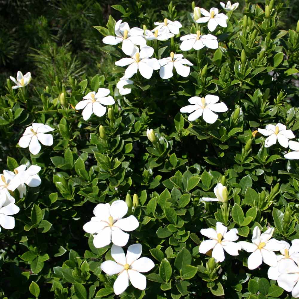 Gardenia Kacapiring t: 30 cm