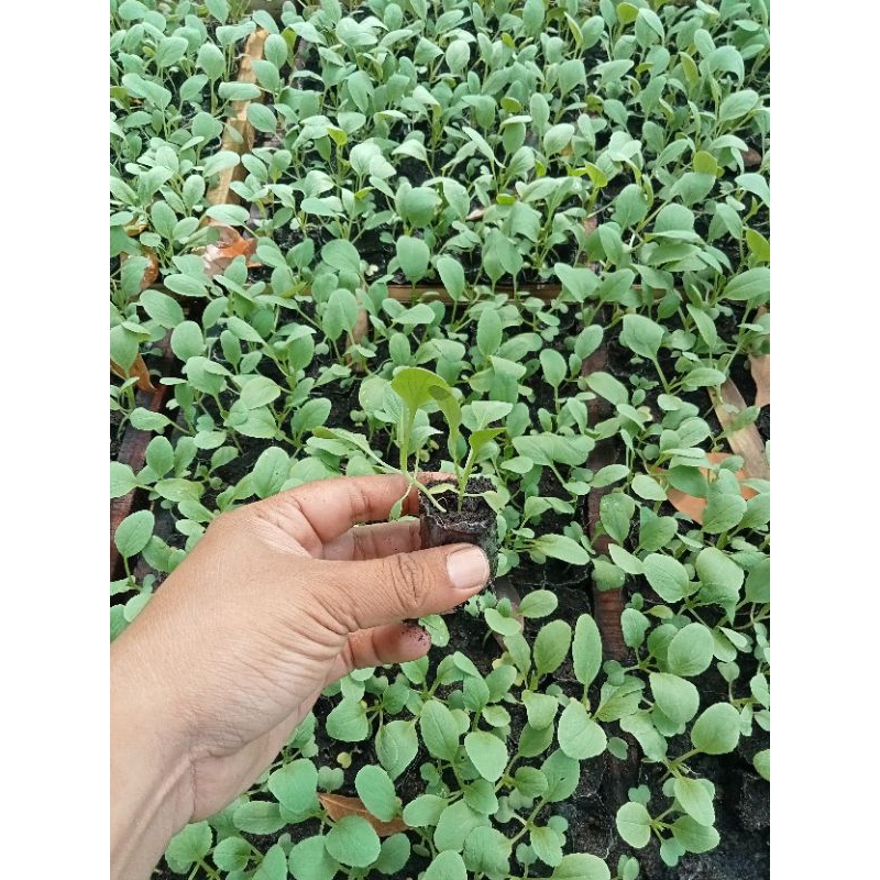 Bibit Tanaman Sawi 
