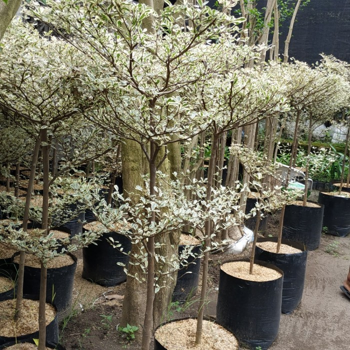 Ketapang Kencana Variegata t:1-1,5