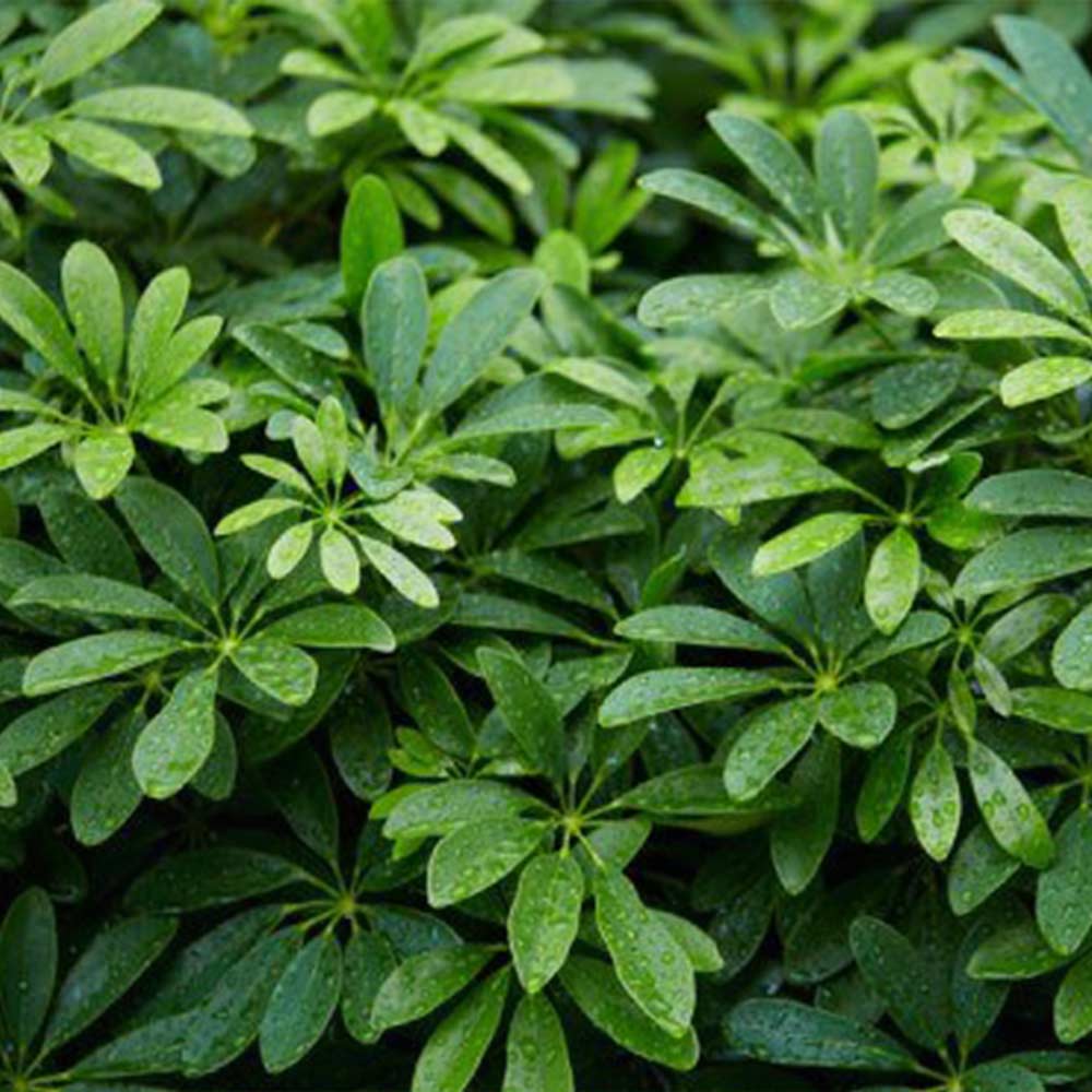 Walisongo hijau t: 30cm