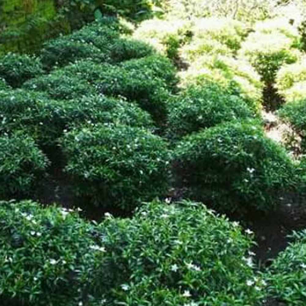 Rembosa mini bulat (besar) / rombusa t: 30cm