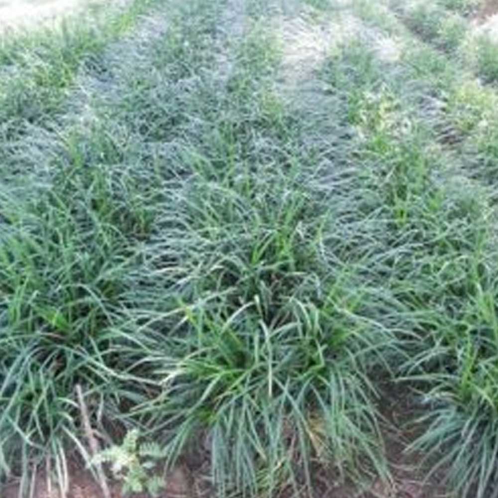 Kucai jaburan d: 20 cm