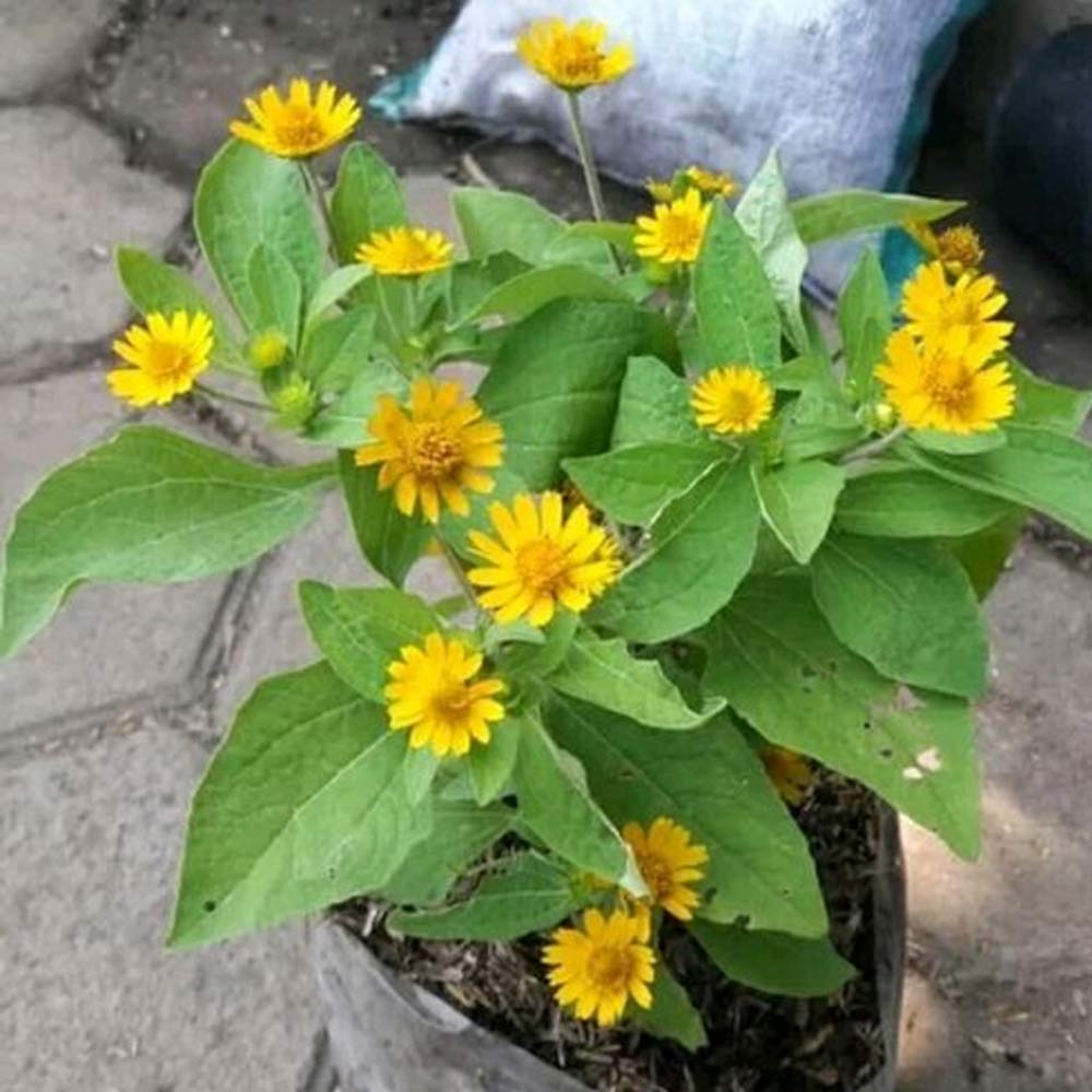 Bunga matahari kecil t: 20 cm