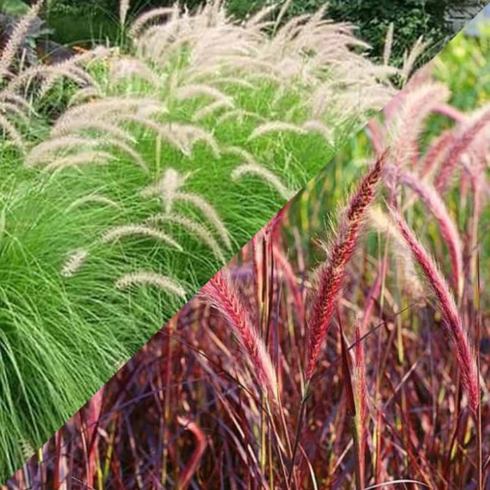 Ekor kuda merah dan hijau t: 50 cm